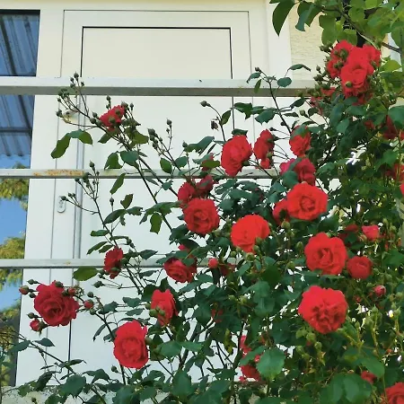 Casa Wilhelm Apartment Seeheim-Jugenheim